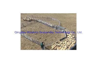 Sheep V Race Livestock Race Farm Sheep Race Cattle Equipment